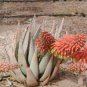 Aloe Claviflora Kraal Aloe Garden Plants 10 PCS Seeds