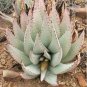 Aloe Claviflora Kraal Aloe Garden Plants 10 PCS Seeds