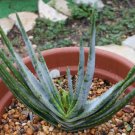 ALOE compressa v schistophylla Succulents Garden Plants 10 PCS Seeds ALOE compressa v schistophylla Succulents Garden Plants 10 PCS Seeds
