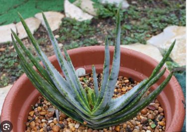 ALOE compressa v schistophylla Succulents Garden Plants 10 PCS Seeds