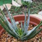 ALOE compressa v schistophylla Succulents Garden Plants 10 PCS Seeds
