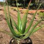 Aloe cryptopoda Succulents Garden Plants 10 PCS Seeds