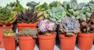 Aloe Elegans Succulents Garden Plants 10 PCS Seeds