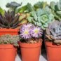 Aloe Elegans Succulents Garden Plants 10 PCS Seeds