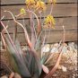 Aloe Elegans Succulents Garden Plants 10 PCS Seeds