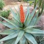 Aloe excelsa Succulents Garden Plants 10 PCS Seeds
