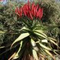 Aloe excelsa Succulents Garden Plants 10 PCS Seeds