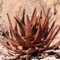 Aloe Gariepensis Gariep River Aloe succulent rare agave cactus 10 PCS Seeds