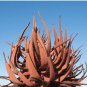 Aloe Gariepensis Gariep River Aloe succulent rare agave cactus 10 PCS Seeds