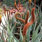 Aloe gilbertii Succulents Garden Plants 10 PCS Seeds Aloe gilbertii Succulents Garden Plants 10 PCS Seeds
