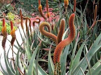 Aloe gilbertii Succulents Garden Plants 10 PCS Seeds
