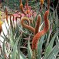 Aloe gilbertii Succulents Garden Plants 10 PCS Seeds