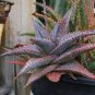 Aloe gilbertii Succulents Garden Plants 10 PCS Seeds