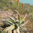 ALOE Glauca Succulents Garden Plants 10 PCS Seeds ALOE Glauca Succulents Garden Plants 10 PCS Seeds