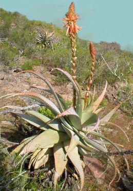 ALOE Glauca Succulents Garden Plants 10 PCS Seeds