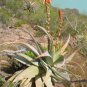 ALOE Glauca Succulents Garden Plants 10 PCS Seeds