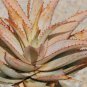 ALOE Glauca Succulents Garden Plants 10 PCS Seeds