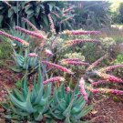 Aloe globuligemma Succulents Garden Plants 10 PCS Seeds