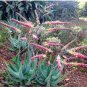 Aloe globuligemma Succulents Garden Plants 10 PCS Seeds