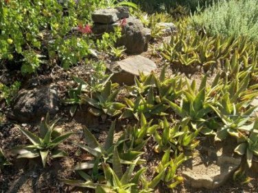 Aloe grandidentata Succulent Garden Plants 10 PCS Seeds