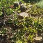 Aloe grandidentata Succulent Garden Plants 10 PCS Seeds