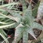 Aloe grandidentata Succulent Garden Plants 10 PCS Seeds