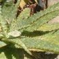 Aloe grandidentata Succulent Garden Plants 10 PCS Seeds
