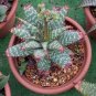Aloe grandidentata Succulent Garden Plants 10 PCS Seeds