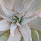 ALOE Hereroensis Succulents Garden Plants 10 PCS Seeds ALOE Hereroensis Succulents Garden Plants 10 PCS Seeds