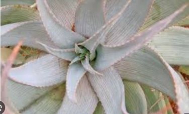 ALOE Hereroensis Succulents Garden Plants 10 PCS Seeds
