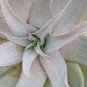 ALOE Hereroensis Succulents Garden Plants 10 PCS Seeds