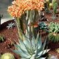 ALOE Hereroensis Succulents Garden Plants 10 PCS Seeds