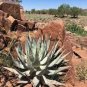 ALOE Hereroensis Succulents Garden Plants 10 PCS Seeds