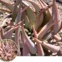 ALOE Hereroensis Succulents Garden Plants 10 PCS Seeds