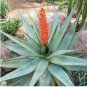Aloe isaloensis Succulents Garden Plants 10 PCS Seeds