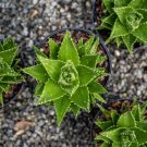 Aloe lineata Succulents Garden Plants 10 PCS Seeds