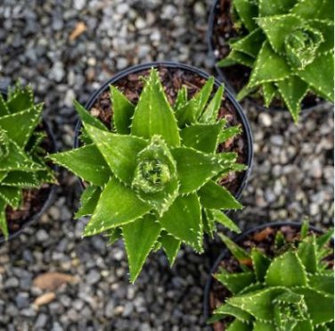 Aloe lineata Succulents Garden Plants 10 PCS Seeds