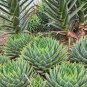 Aloe lineata Succulents Garden Plants 10 PCS Seeds