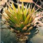 Aloe lineata Succulents Garden Plants 10 PCS Seeds