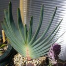 Aloe Love Heart Shape Suprafoliata 10 PCS Seeds