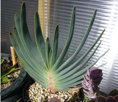 Aloe Love Heart Shape Suprafoliata 10 PCS Seeds