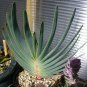 Aloe Love Heart Shape Suprafoliata 10 PCS Seeds