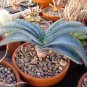 Aloe Love Heart Shape Suprafoliata 10 PCS Seeds