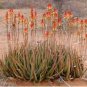 Aloe lutescens Succulents Garden Plants 10 PCS Seeds