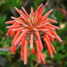 ALOE maculata Succulent Garden Plants 10 PCS Seeds