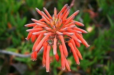 ALOE maculata Succulent Garden Plants 10 PCS Seeds