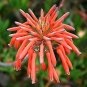 ALOE maculata Succulent Garden Plants 10 PCS Seeds