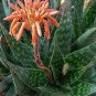 ALOE maculata Succulent Garden Plants 10 PCS Seeds