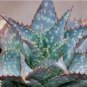 ALOE maculata Succulent Garden Plants 10 PCS Seeds