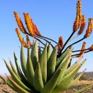 ALOE Marlothii Garden Plants Rare Potted Plants 10 PCS Seeds